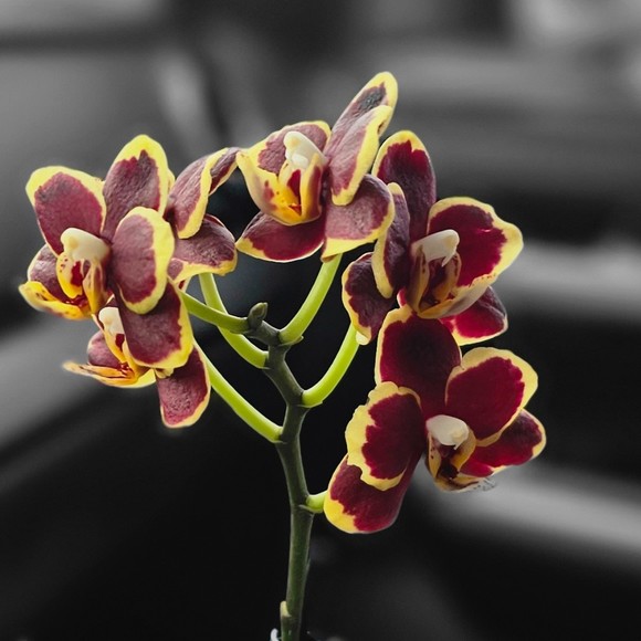 Meet your Posher, Ashely - Picture 1 of 1